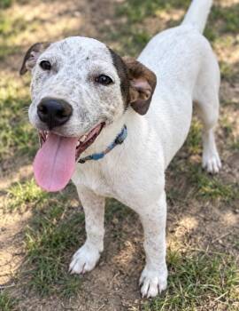 CLYDE (NC) -  Pit Bull Terrier Dog for Adoption in Klein, Texas - CLYDE (NC) | PetCurious