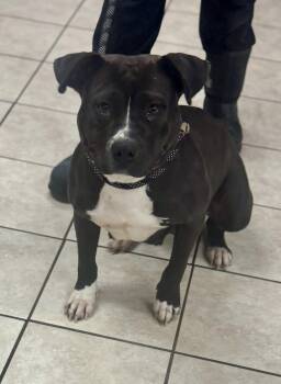 Miso -  American Bully Dog for Adoption in Chesterfield, South Carolina - Miso | PetCurious