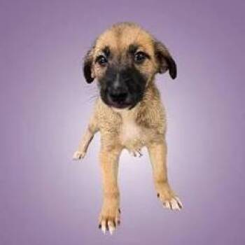 Dunk -  Terrier and Shepherd Dog for Adoption in Austin, Texas - Dunk | PetCurious