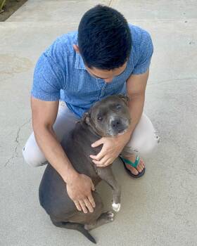 Rescue Pit Bull Terrier Dogs for Adoption in Thousand Oaks, California - Mocha | PetCurious