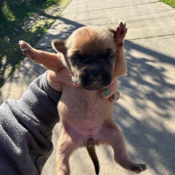Chihuahua and Mixed Breed Dogs Available for Adoption in Sacramento, California - Wimpy | PetCurious