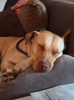Pit Bull Terrier Dogs Available for Adoption - Cleopatra | PetCurious
