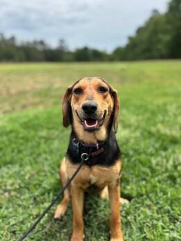 Hound and Mixed Breed Dogs Available for Adoption in Aiken, South Carolina - Hadley | PetCurious