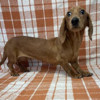 Tater Tot -  Dachshund Dog for Adoption in Benld, Illinois - Tater Tot | PetCurious