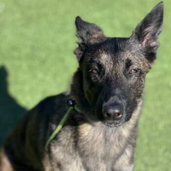 Catherine Fox 0548 -  Mixed Breed and None Dog Available for Adoption in Loxahatchee Groves, Florida - Catherine Fox 0548 | PetCurious