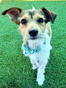 Wirehaired Terrier and Jack Russell Terrier Dogs Available for Adoption in Cape Coral, Florida - Quibble | PetCurious