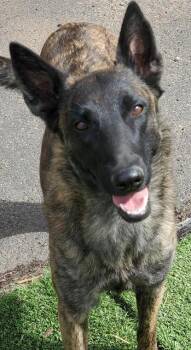 Dutch Shepherd Dogs Available for Adoption in Bend, Oregon - Mimi | PetCurious