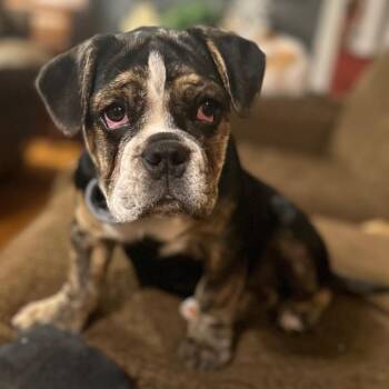 Rescue English Bulldog and French Bulldog Dogs for Adoption in Chester Springs, Pennsylvania - Lollipup | PetCurious