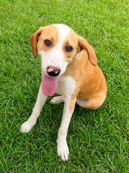 Sugar Baby -  Yellow Labrador Retriever Dog for Adoption in Douglas, Georgia - Sugar Baby | PetCurious