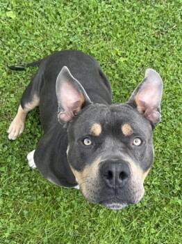 Titan -  Pit Bull Terrier and Mixed Breed Dog for Adoption in Westland, Michigan - Titan | PetCurious