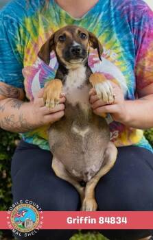 Griffin -  Mixed Breed Dog for Adoption in Mobile, Alabama - Griffin | PetCurious