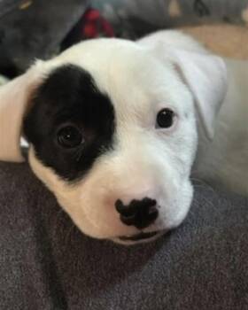 Meena -  Mixed Breed Dog for Adoption in Grafton, Massachusetts - Meena | PetCurious