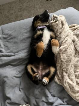 Willow -  Australian Shepherd Dog for Adoption in Dallas, Texas - Willow | PetCurious