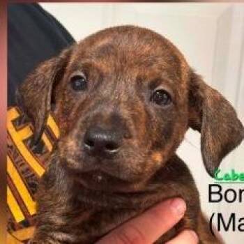 Cabernet -  Mixed Breed Dog for Adoption in New York, New York - Cabernet | PetCurious