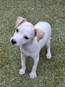 Chorizo -  Chihuahua and Jack Russell Terrier Dog for Adoption in Apache Junction, Arizona - Chorizo | PetCurious