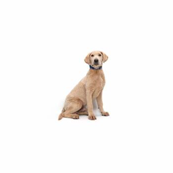Asiago -  Mixed Breed Dog for Adoption in Los Angeles, California - Asiago | PetCurious