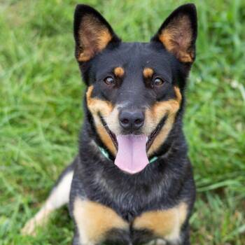 Leslie -  Cattle Dog and Mixed Breed Dog for Adoption - Leslie | PetCurious