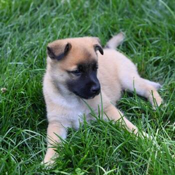 Benedict (Benny) -  German Shepherd Dog and Pomeranian Dog for Adoption in Potomac, Maryland - Benedict (Benny) | PetCurious