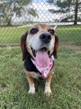 Penny -  Beagle Dog for Adoption in Evansville, Indiana - Penny | PetCurious