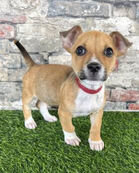 Chihuahua and Terrier Dogs Available for Adoption in Corona, California - Squee | PetCurious