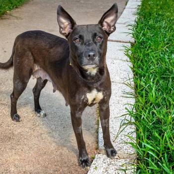 SAGE -  Pit Bull Terrier and Mixed Breed Dog for Adoption in St. Louis, Missouri - SAGE | PetCurious