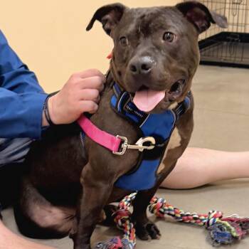 Boogie -  American Bully Dog for Adoption in Tunica, Mississippi - Boogie | PetCurious
