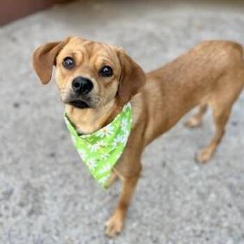 Mixed Breed Dogs Available for Adoption in Hampton Bays, New York - Nezuko | PetCurious