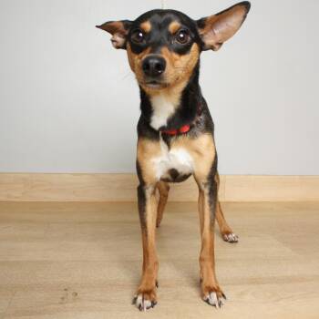 Miniature Pinscher and Mixed Breed Dogs Available for Adoption in Minnetonka, Minnesota - Turtle D69307 | PetCurious