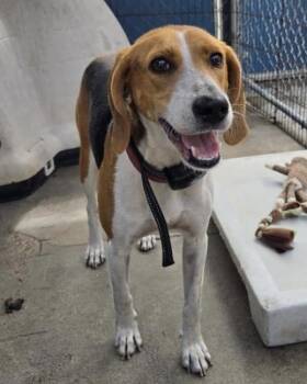 Lilah -  Hound Dog Available for Adoption in North Myrtle Beach, South Carolina - Lilah | PetCurious