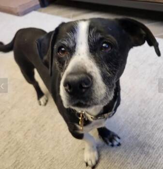 Mixed Breed Dogs Available for Adoption in Davis, California - Flopsy | PetCurious