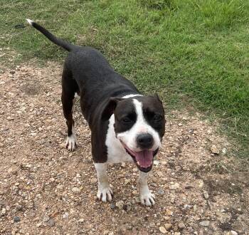 Ollie -  Terrier Dog for Adoption in Longview, Texas - Ollie | PetCurious