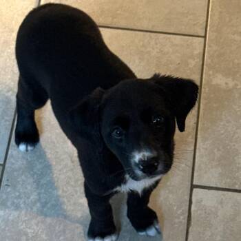 Kabella -  Black Labrador Retriever and Border Collie Dog for Adoption in Bristol, Indiana - Kabella | PetCurious