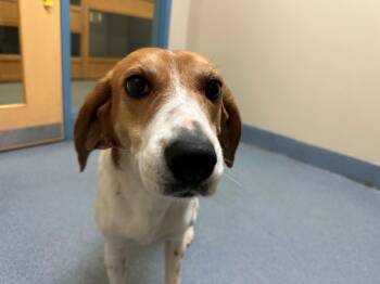 Hound Dogs Available for Adoption - Loretta | PetCurious