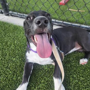 Casi -  Mixed Breed Dog for Adoption in Bradenton, Florida - Casi | PetCurious