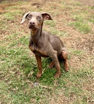 Doberman Pinscher Dogs Available for Adoption - Moira | PetCurious