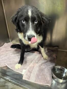 Stitch $475 -  Australian Shepherd Dog for Adoption in West Milwaukee, Wisconsin - Stitch $475 | PetCurious