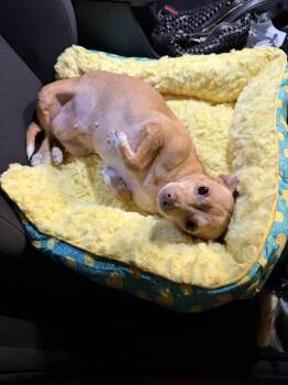 Flower -  Chihuahua Dog for Adoption in Los Angeles, California - Flower | PetCurious