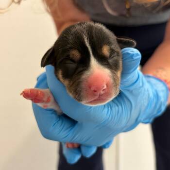 Sage 22709 -  Australian Shepherd and Mixed Breed Dog for Adoption in Cumming, Georgia - Sage 22709 | PetCurious