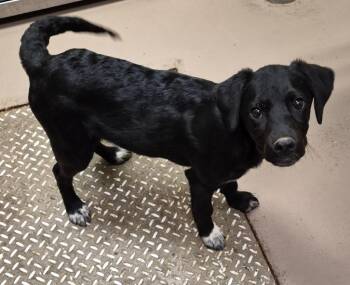 Samuel -  Labrador Retriever Dog for Adoption in Christiansburg, Virginia - Samuel | PetCurious
