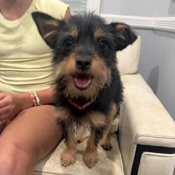Ada -  Chorkie and Yorkshire Terrier Dog for Adoption in Mahwah, New Jersey - Ada | PetCurious