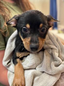 Coraline -  Smooth Fox Terrier and Chihuahua Dog for Adoption in Thompson Falls, Montana - Coraline | PetCurious