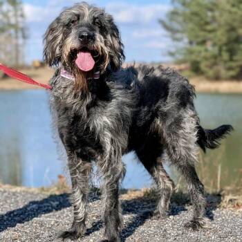 Poodle and Labrador Retriever Dogs Available for Adoption - Raven Roo 12-1314 | PetCurious