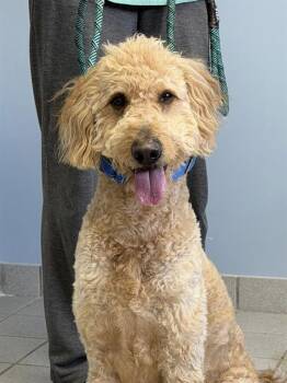 Golden Retriever and Poodle Dogs Available for Adoption in Canfield, Ohio - COLBY | PetCurious