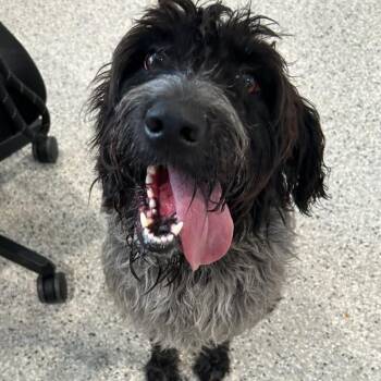 Buddy -  Labradoodle and Mixed Breed Dog for Adoption in Carlyle, Illinois - Buddy | PetCurious