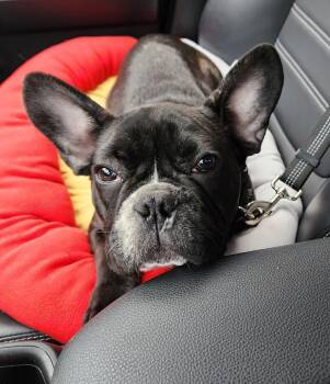 French Bulldog Dogs Available for Adoption in North Olmsted, Ohio - Boomer | PetCurious