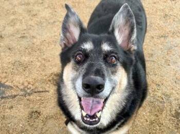 Charlie -  Mixed Breed Dog for Adoption in Georgetown, Texas - Charlie | PetCurious