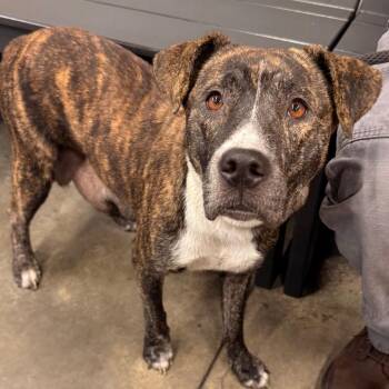 Petrie -  Terrier Dog for Adoption in Tampa, Florida - Petrie | PetCurious
