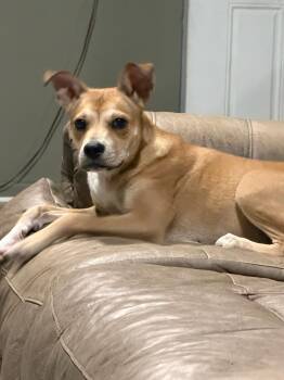 Zoey -  Terrier Dog for Adoption in Lima, Ohio - Zoey | PetCurious