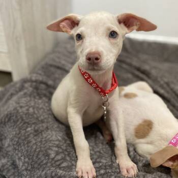 Rescue Terrier Dogs for Adoption in Escondido, California - Elvira | PetCurious