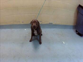 Pit Bull Terrier and Mixed Breed Dogs Available for Adoption in Tulsa, Oklahoma - DUKE | PetCurious